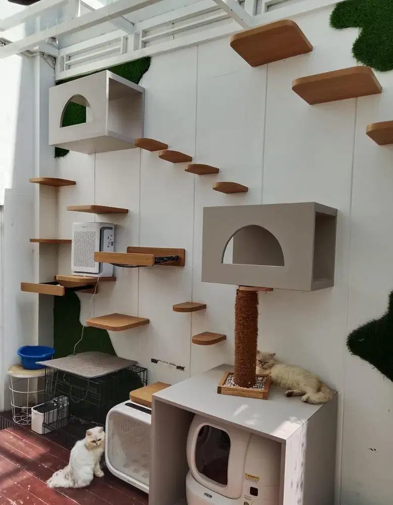 DICARI PENGURUS KUCING