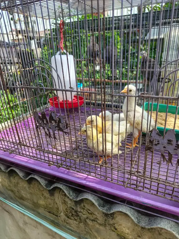 Dijual 5 ekor anak ayam onagadori