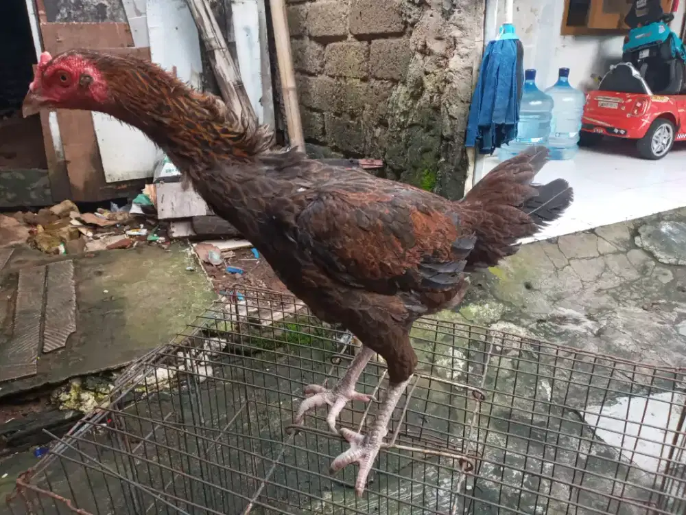 Jual semua ayam kampung betina 6.ekor