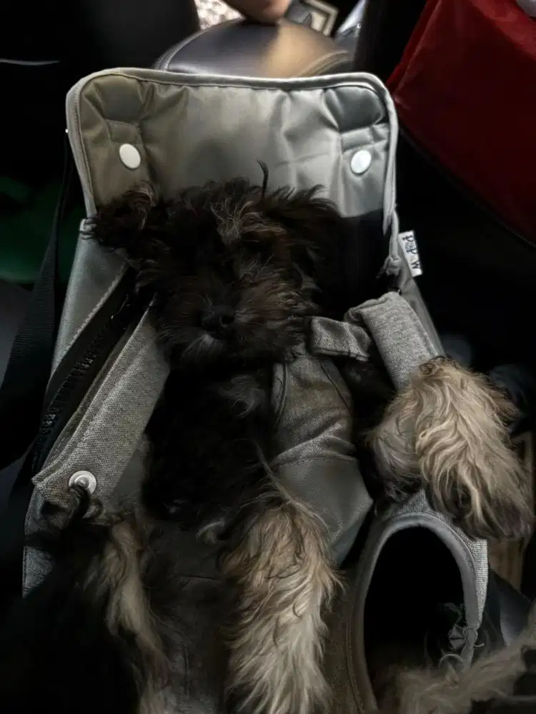 Poodle phantom black  silver  3 bulan