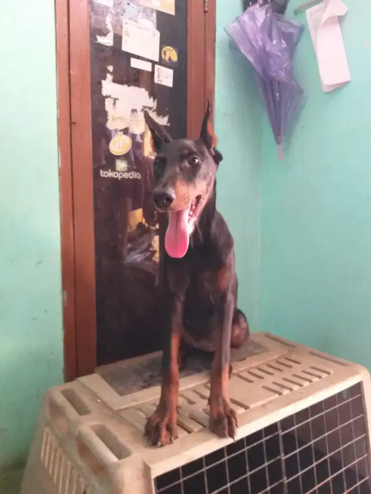 Doberman betina 10 bulan