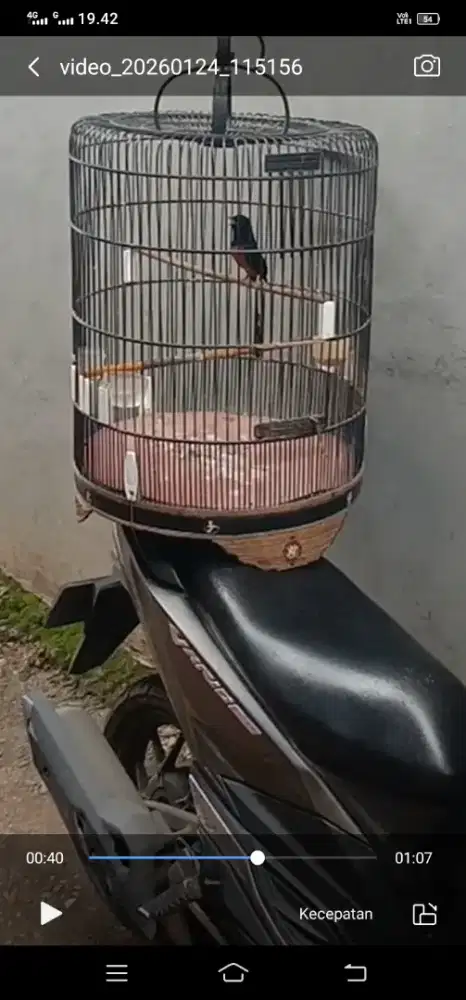 Burung murai hutan hari an gajor sepek girass