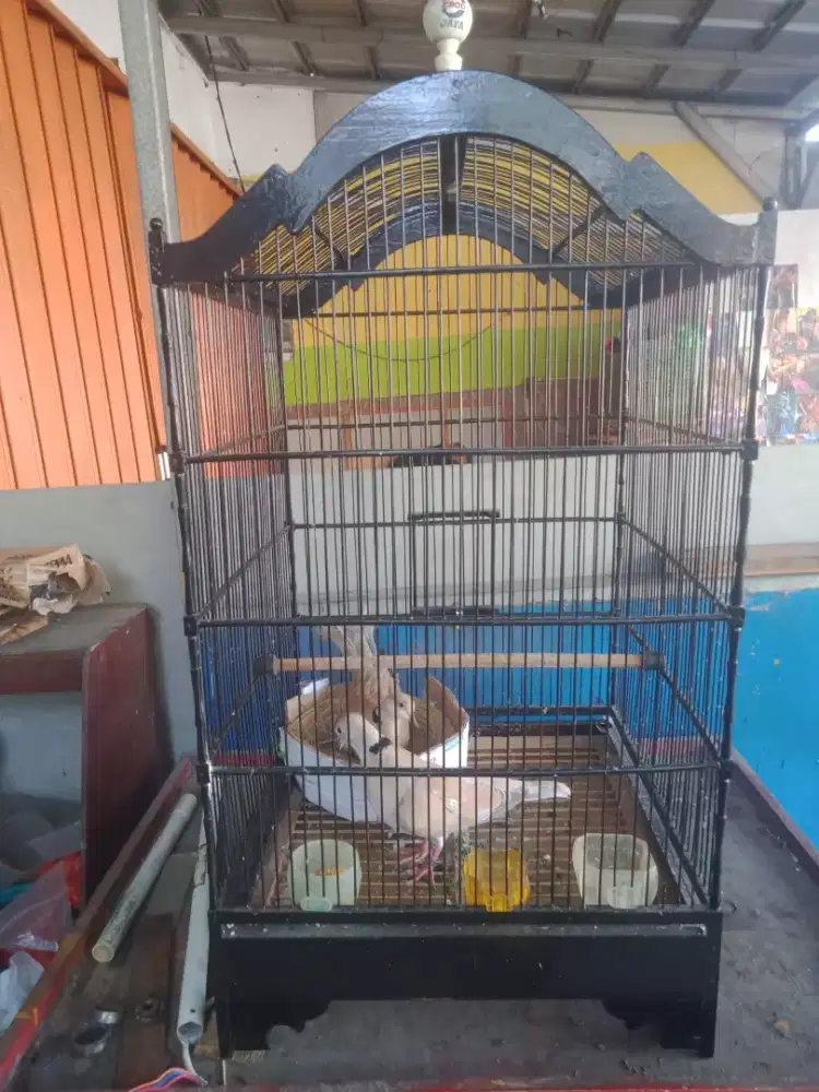Sepasang burung puter pelung beserta kandang bagus.