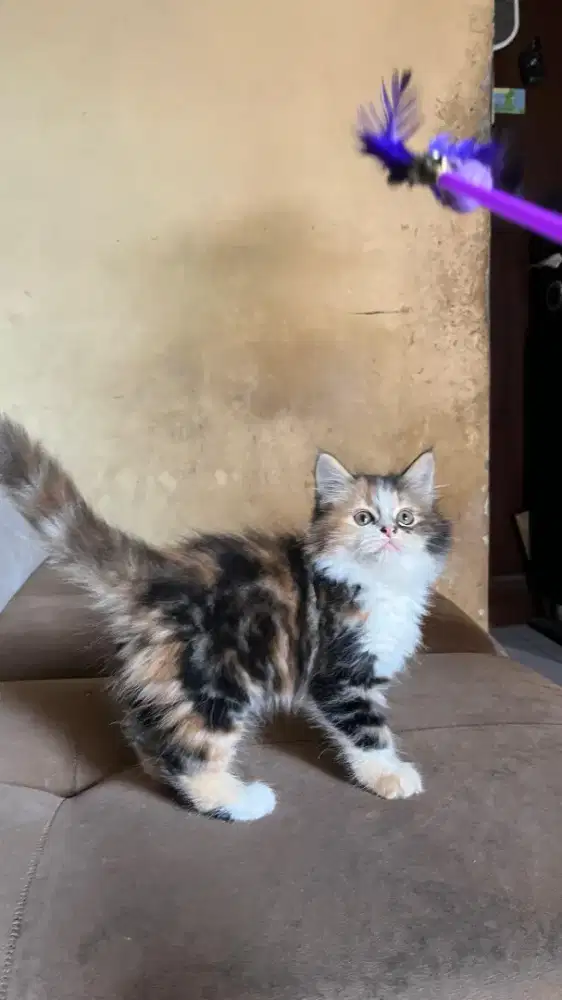 Kucing Kitten Persia