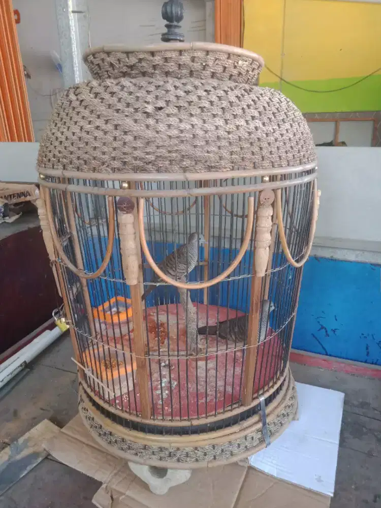 Sepasang burung perkutut lokal beserta kandang bagus kekinian rotan
