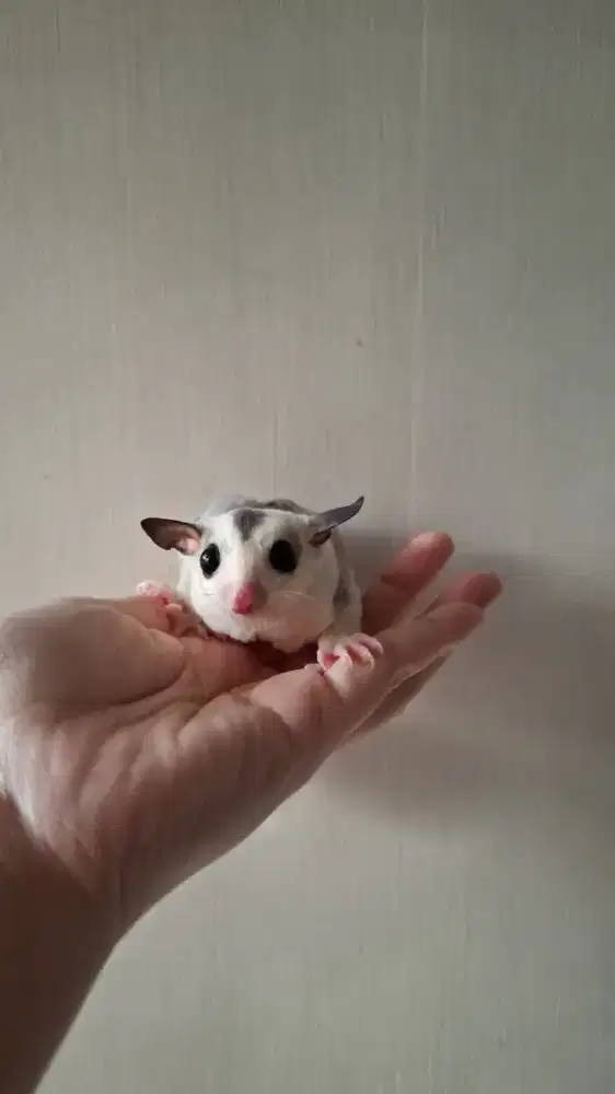 Sugar Glider Joey Betina
