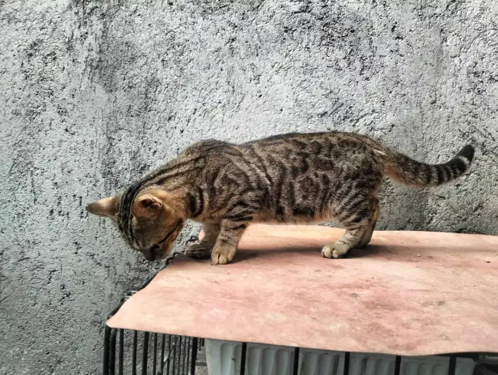 Genatta /cenbol betina usia 7bulan