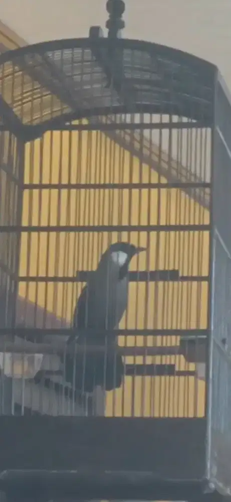 Poksay hongkong gacor suara keras variasi