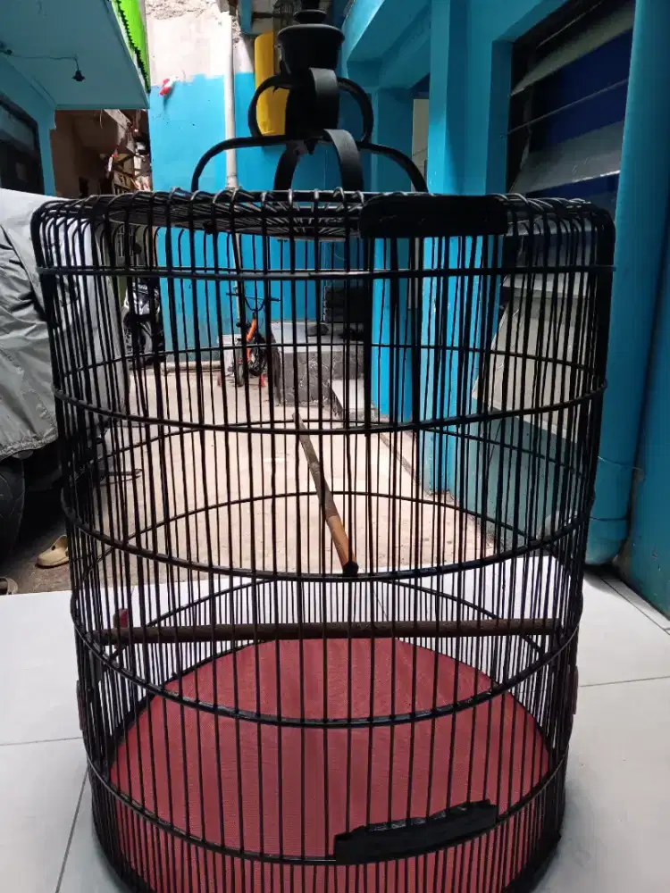 Kurung murai no 1 gaada tebok