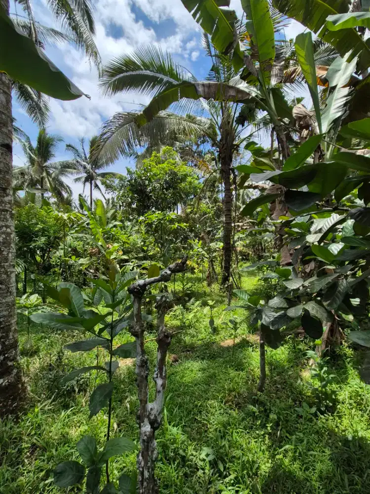 Dijual kebun produktif