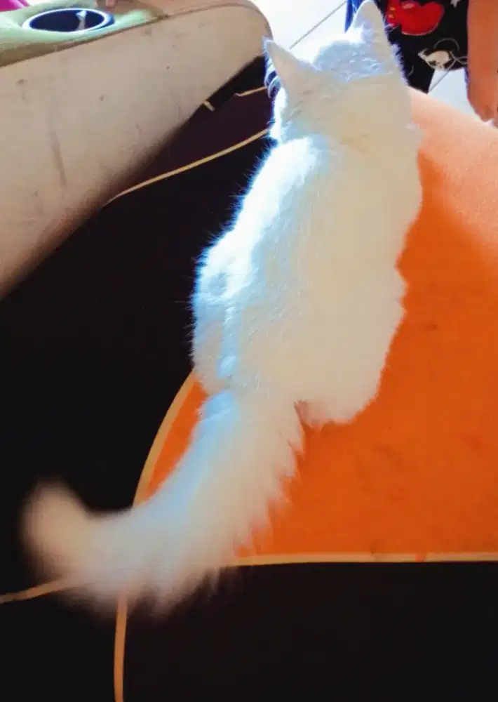 Kucing persia usia 4 bulan