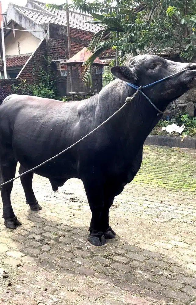 Sapi kurban premium