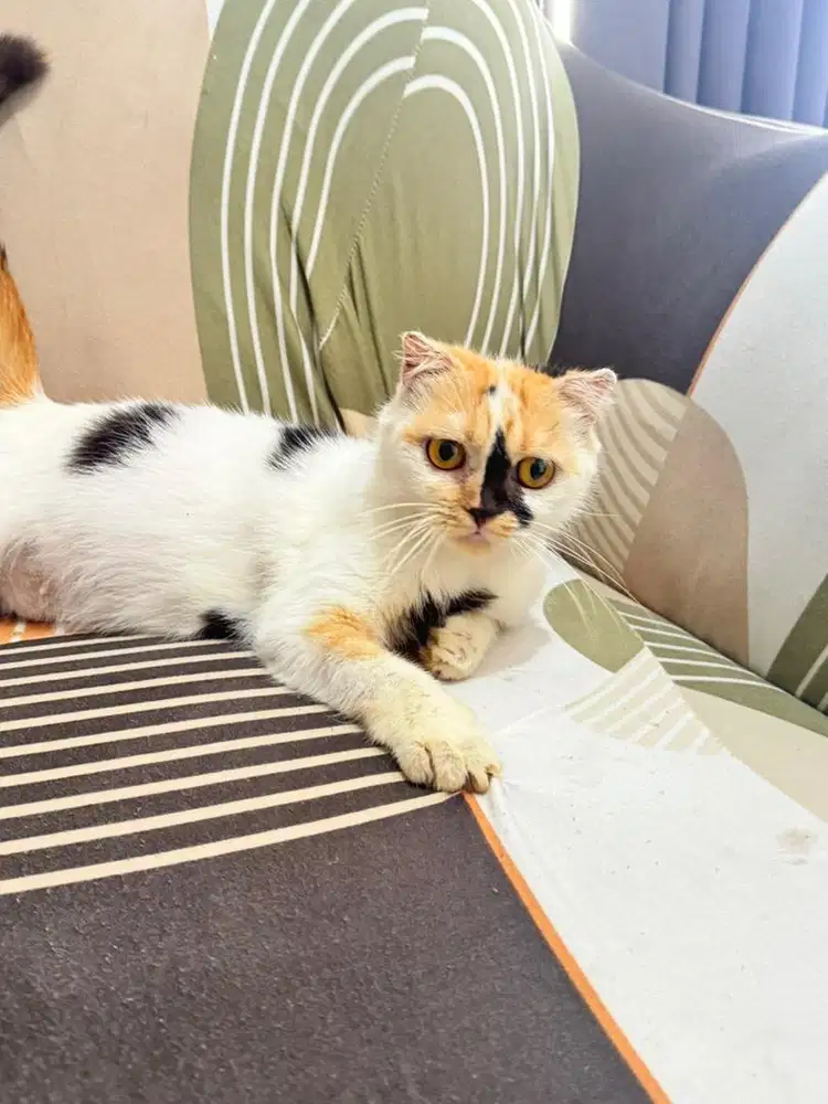 3 kucing scottish fold betina ganti pakan