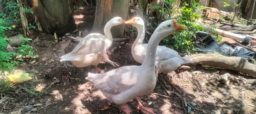 Angsa/Soang Semua ada 3 Ekor