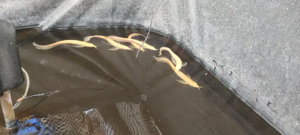 Arowana Silver Albino Mata Merah