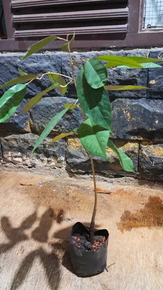 BIBIT DUREN n BIBIT MANGGA