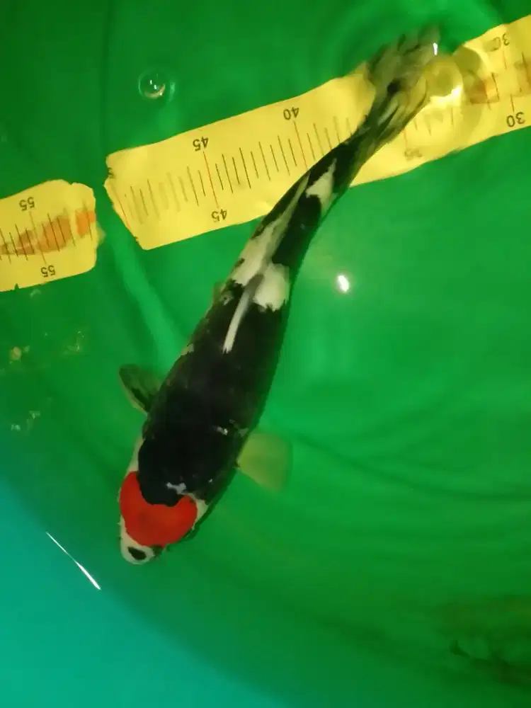 Ikan koi jenis Tancho Showa 32cm bagus