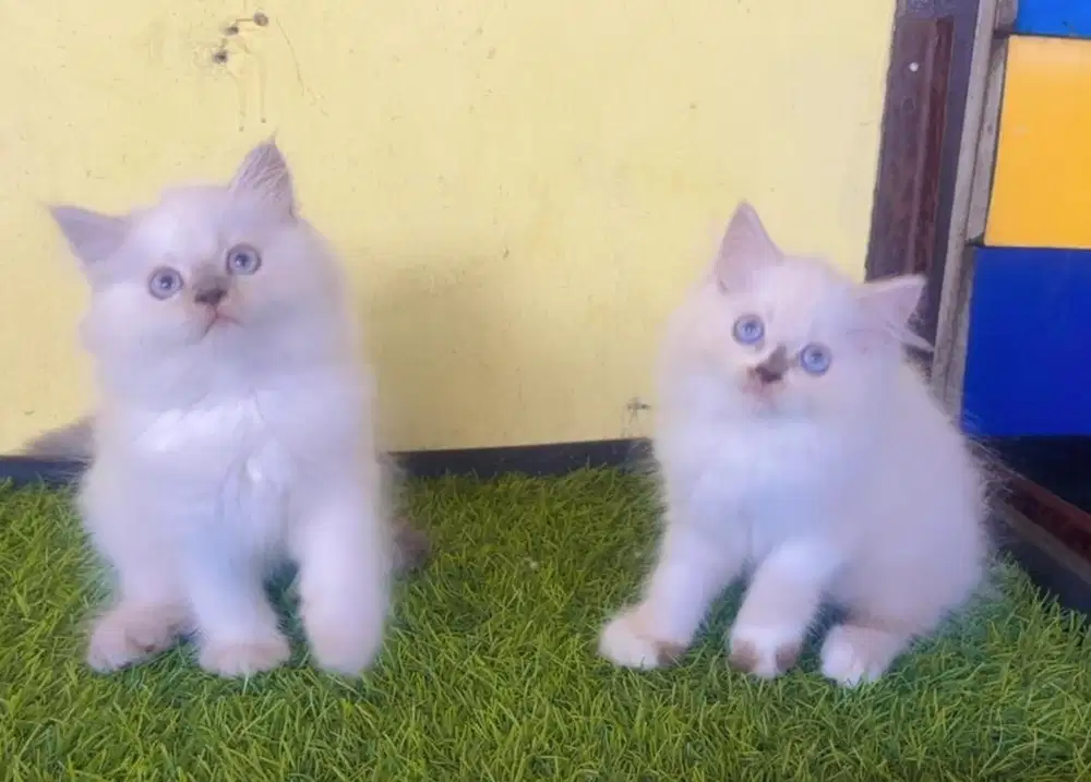 Kucing ras persia himalaya mata biru