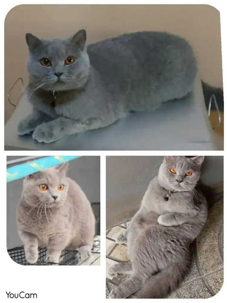 BSH Blue Betina Ped CFA Lagi Hamil