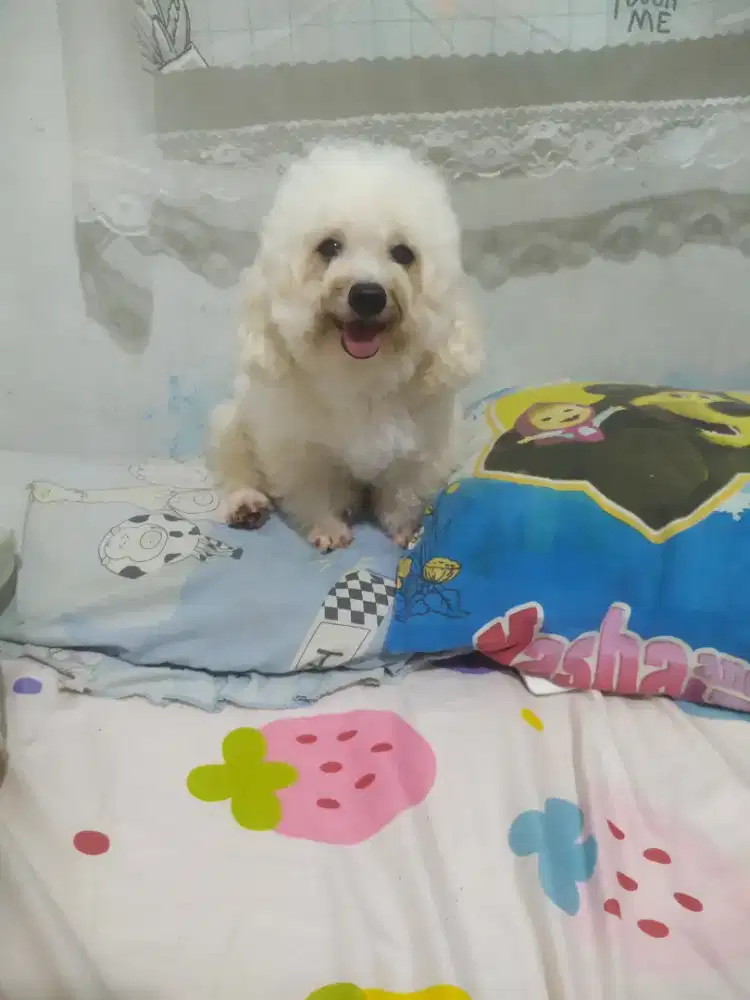 Dijual poodle betina dan jantan
