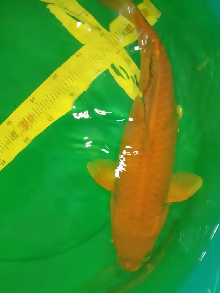 Ikan koi jenis Cagoi ukuran 47cm