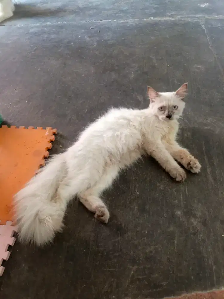 Kucing himalaya betina 5 bln