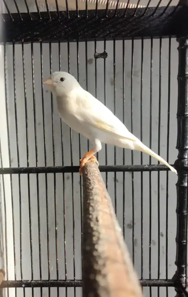 Kenari putih seri loper Gacor