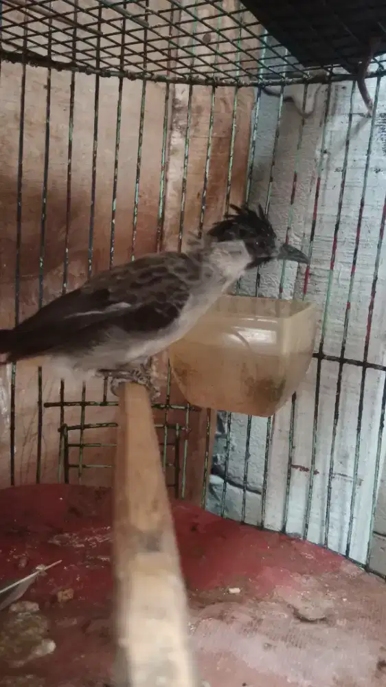 burung kutikang pikat