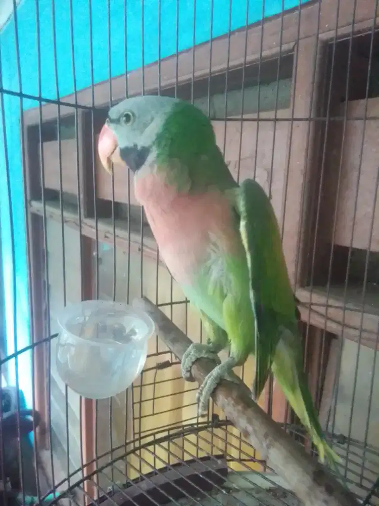 LOVEBIRD JAWA 800 MINES SAYAP SEBELAH TURUN TERBANG NORMAL KTP JANTAN