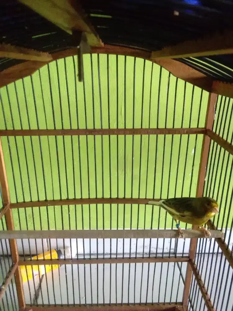 Kenari bon gacor dor