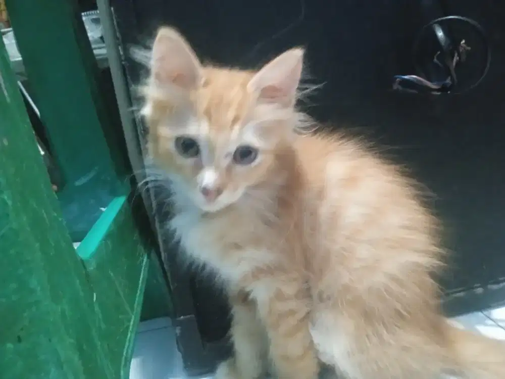 Kucing anggora 3 bln