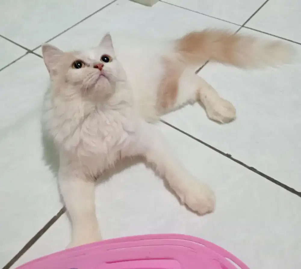 Kucing persia/betina/4 bulan