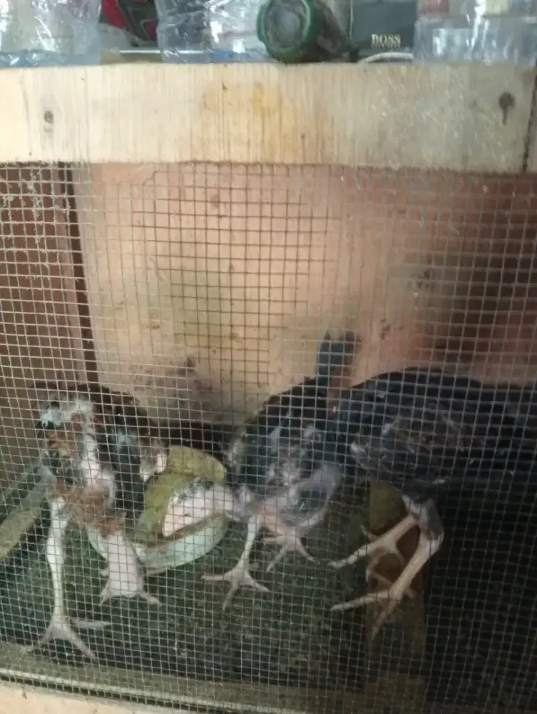 Ayam blaster bangkok shamo