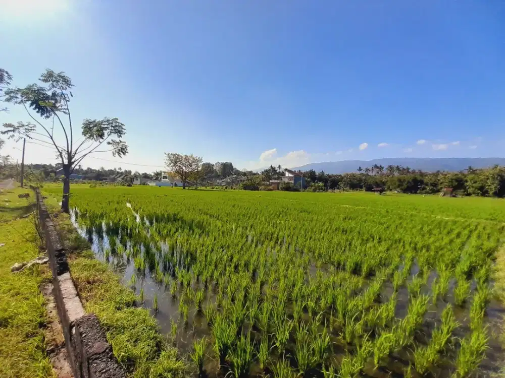 Tanah Tropis Dijual di Lovina, Bali Utara