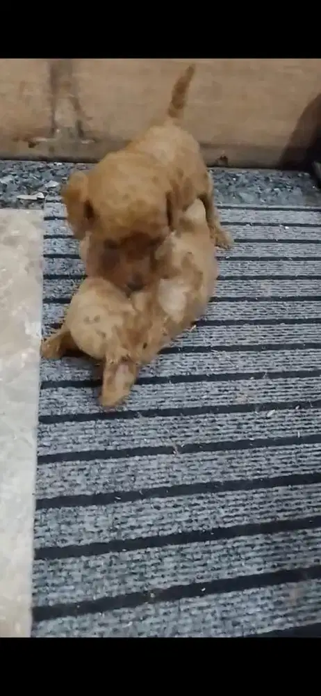 Jual cepat poodle 2 bulan