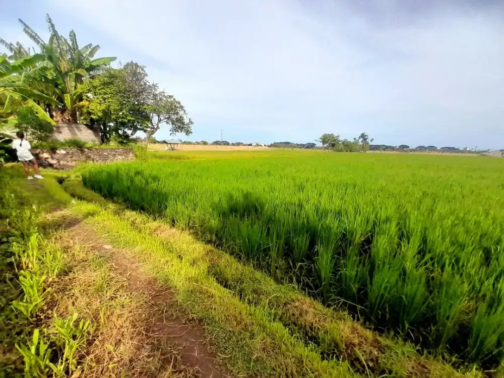Tanah Strategis Dijual di Lovina, Bali Utara