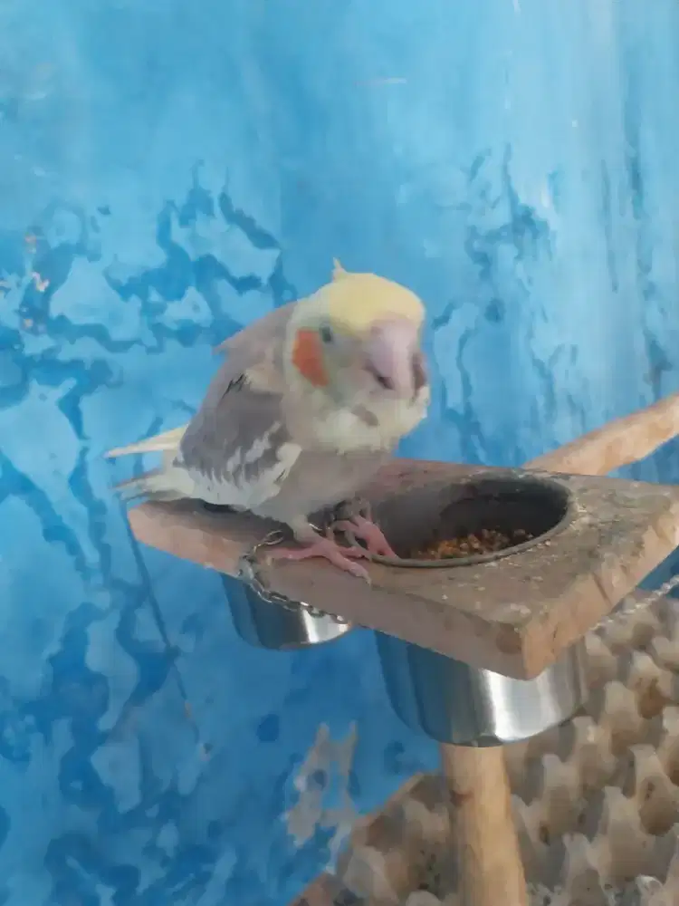 Burung falk australi