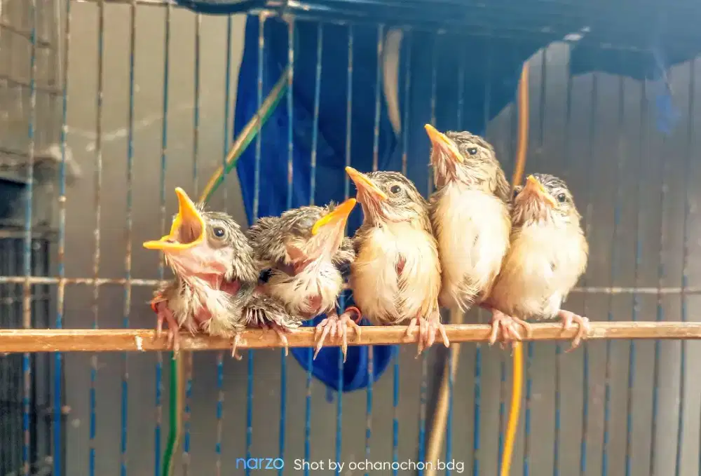 Anakan ciblek gunung