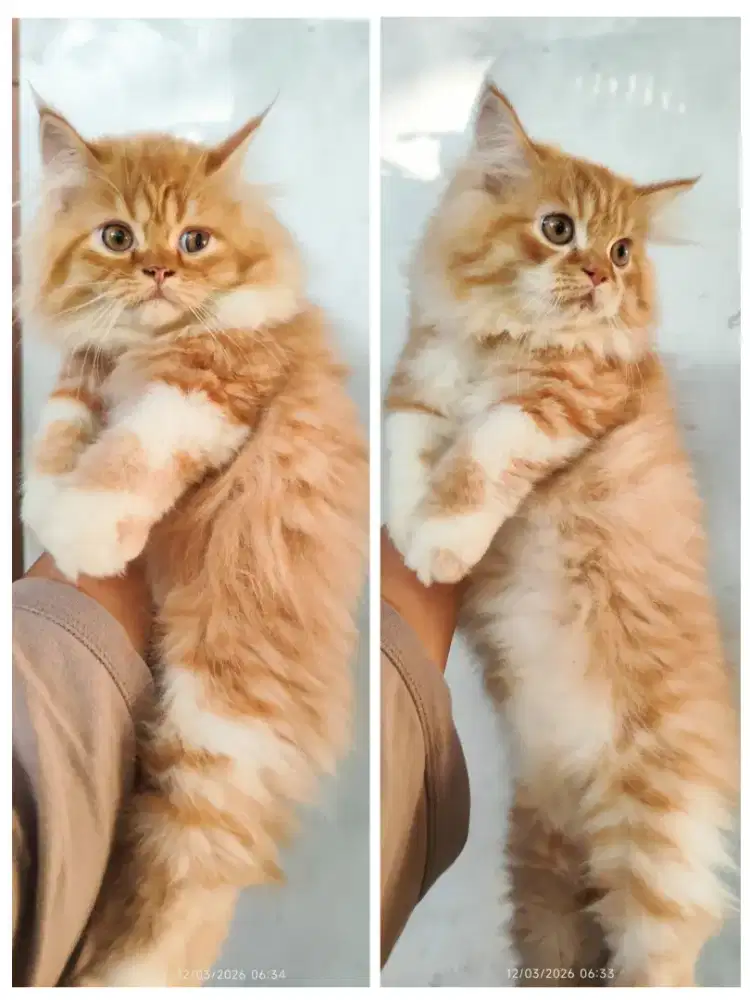 kitten persia flatnose /kucing persia jantan/ kucing anggora jantan