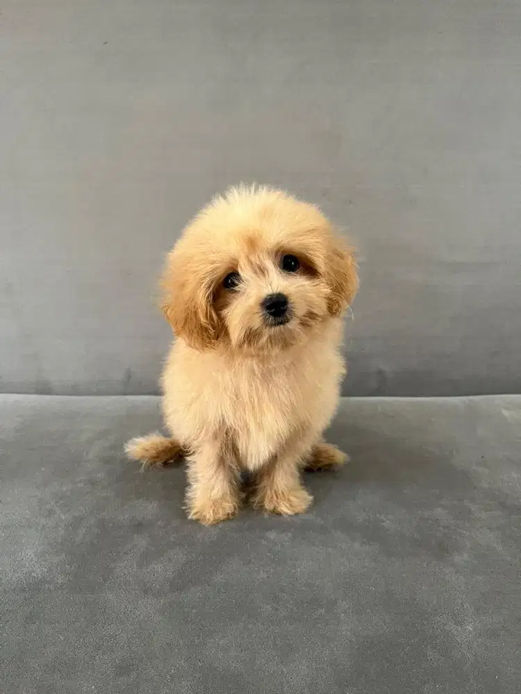 Anak Anjing Poodle mix Bichon