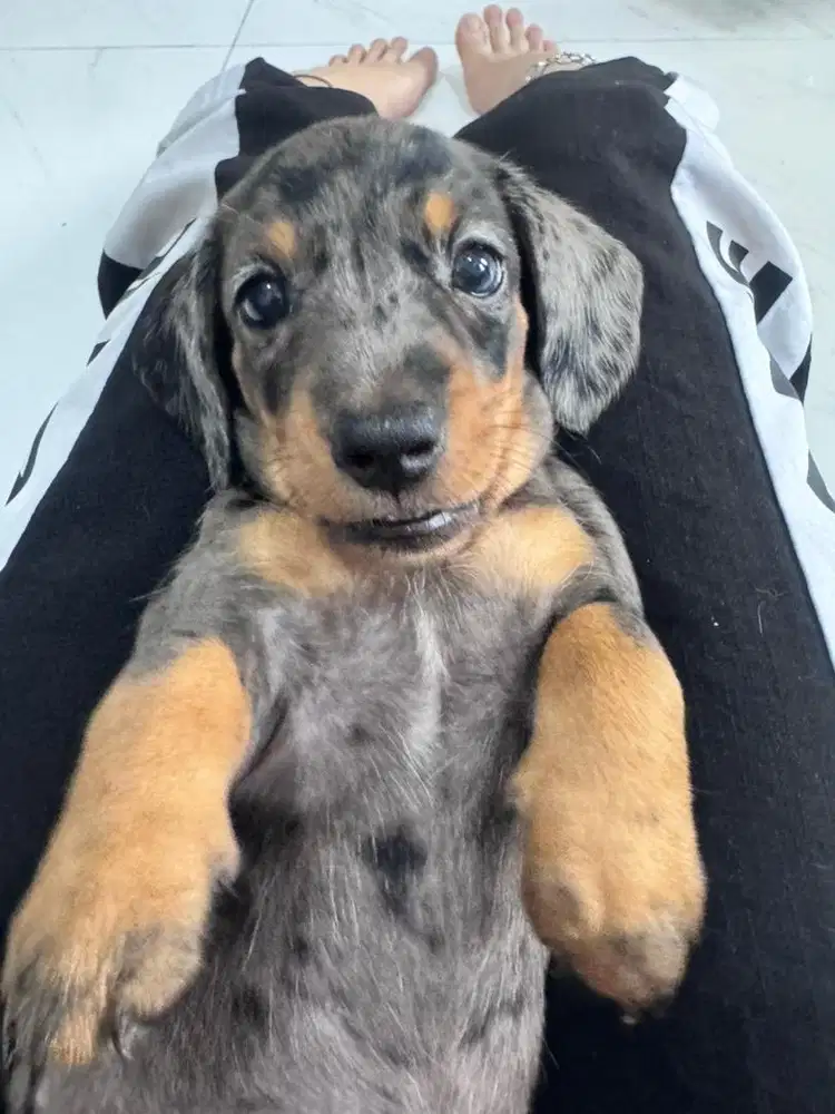 Open Adopt Pure Tekel High Quality Stambum