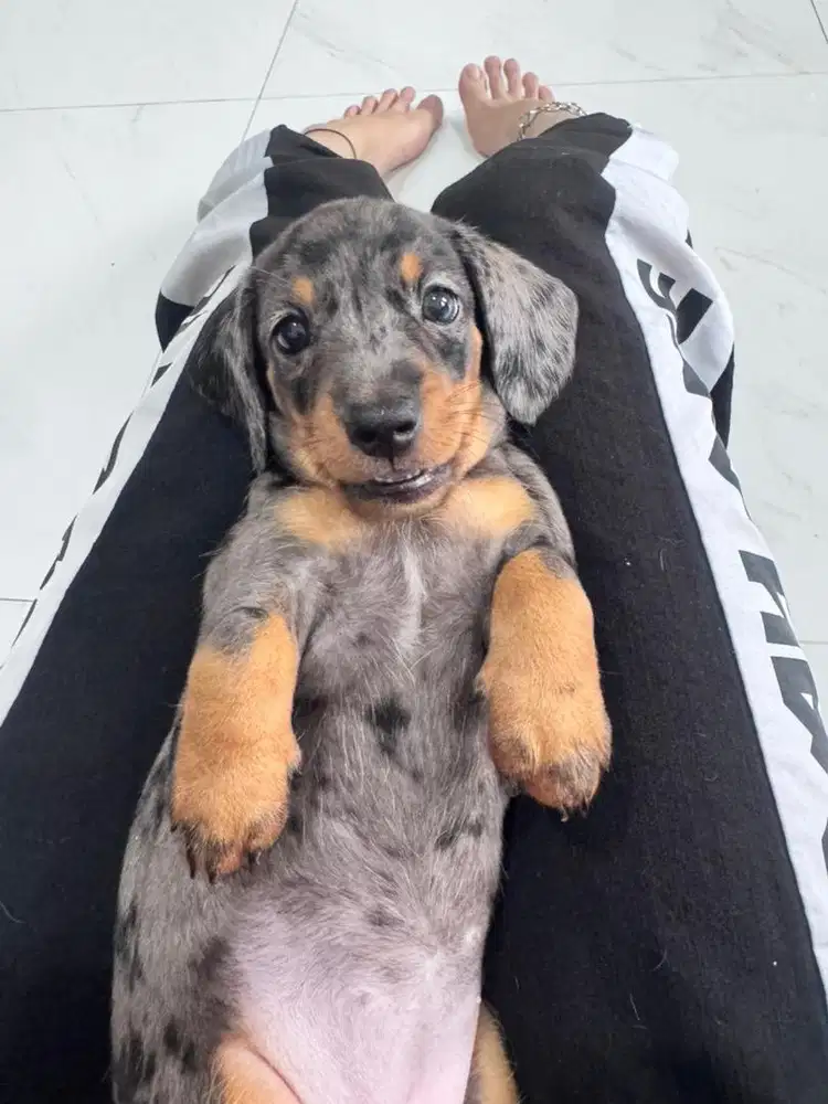 Open Adopt Pure Tekel Good Quality