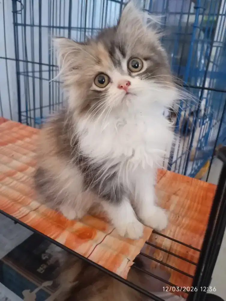 Kucing persia kalico