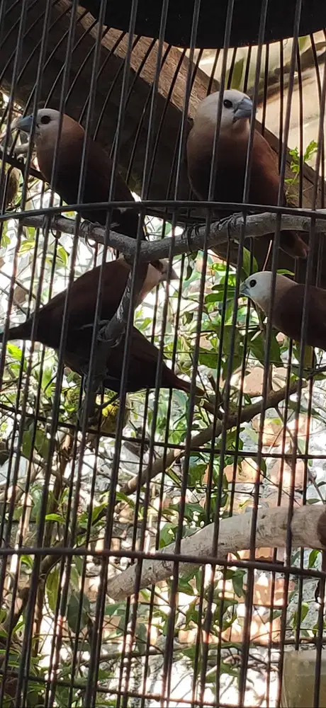 Burung Emprit Pipit Kaji (Kepala Putih)