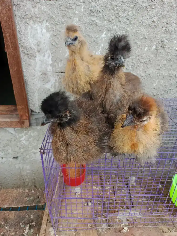 Ayam Hias American Silkie