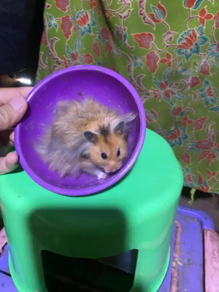 Hster syrian longhair