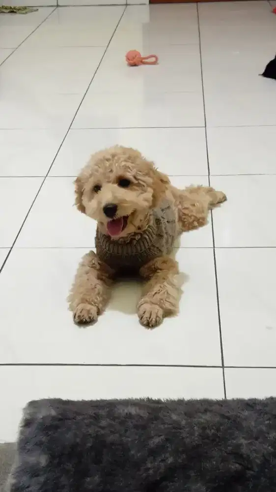 Open adopt anjing podle