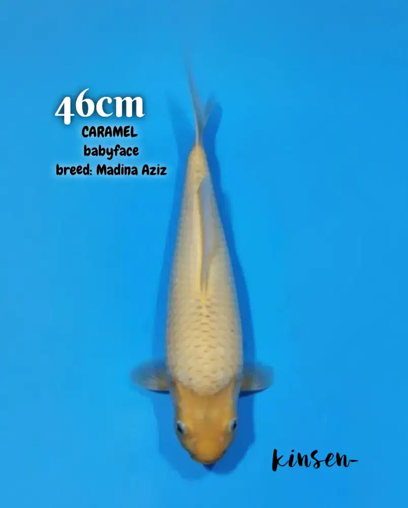 Koi Caramel BabyFace 46cm Berpunuk breed Madina Aziz Bulky High Qlty