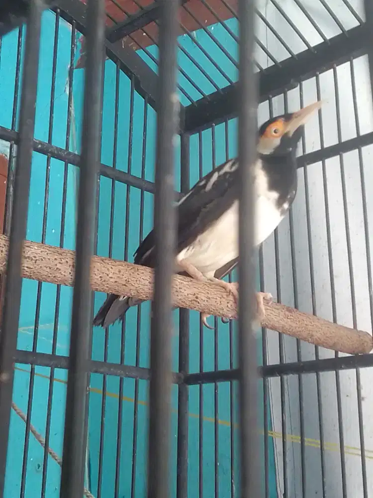 JALAK SUREN MUDA LAGI MAO RAPIHIN BULU SAYAP JINLAT SUARA VARIASI 750