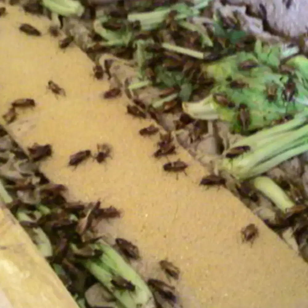 Jangkrik u pakan burung mancing